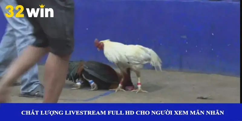 Chất lượng livestream full HD cho người xem mãn nhãn