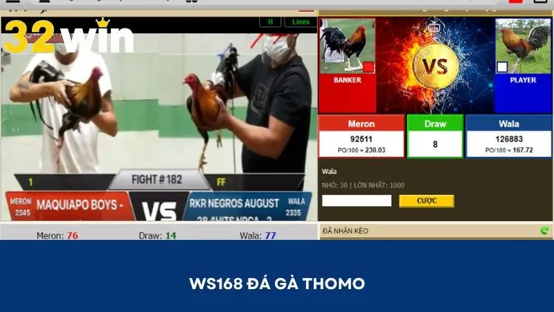 Ws168 đá gà Thomo mang đến những ván cược hấp dẫn
