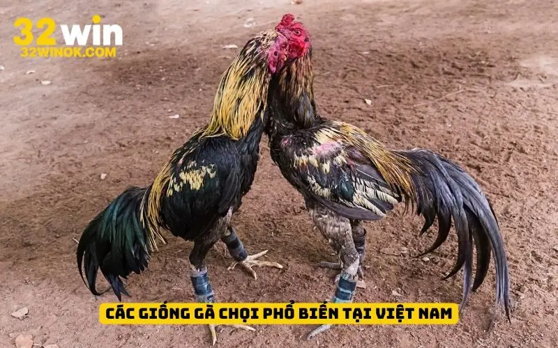 Các giống gà chọi phổ biến tại Việt Nam