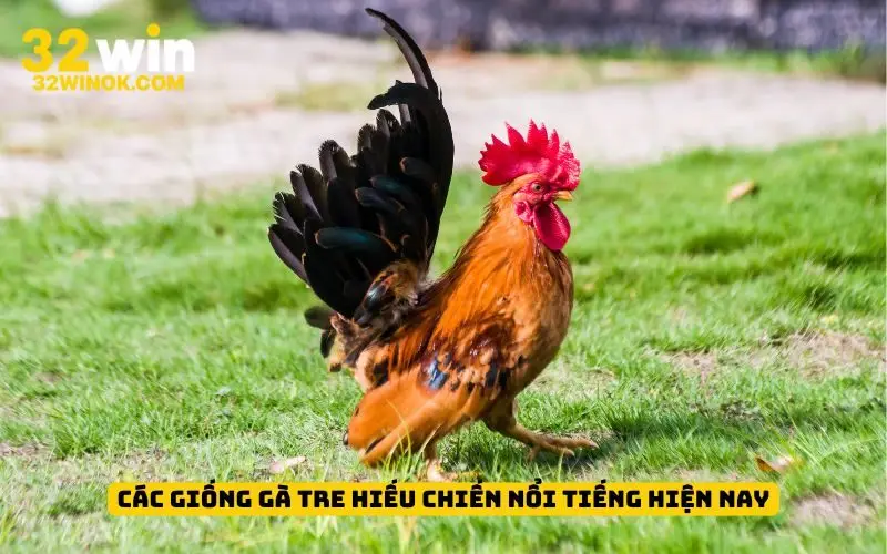 Các giống gà tre hiếu chiến nổi tiếng hiện nay