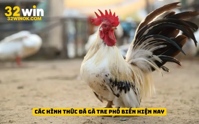 Các hình thức đá gà tre phổ biến hiện nay