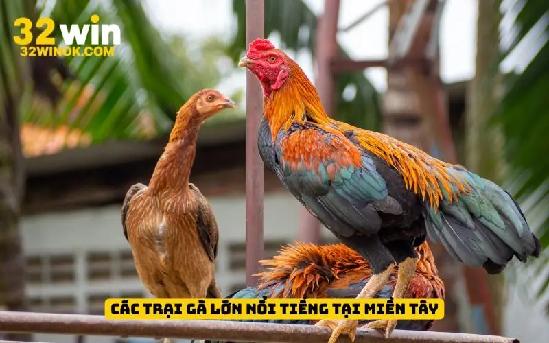 Các trại gà lớn nổi tiếng tại miền Tây