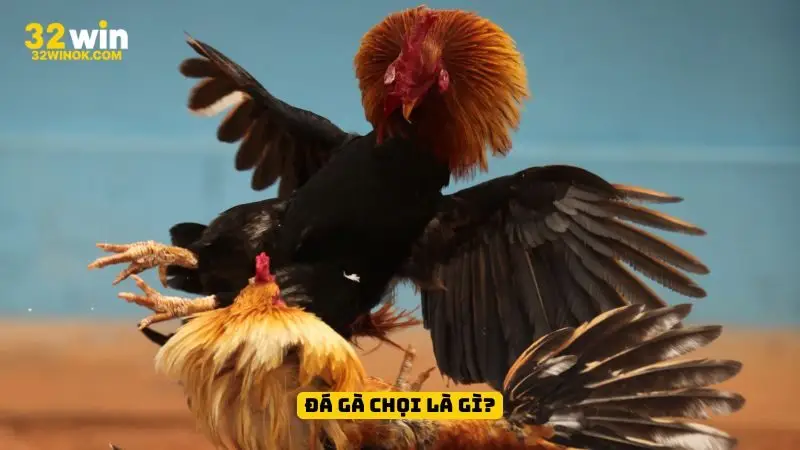 Đá gà chọi