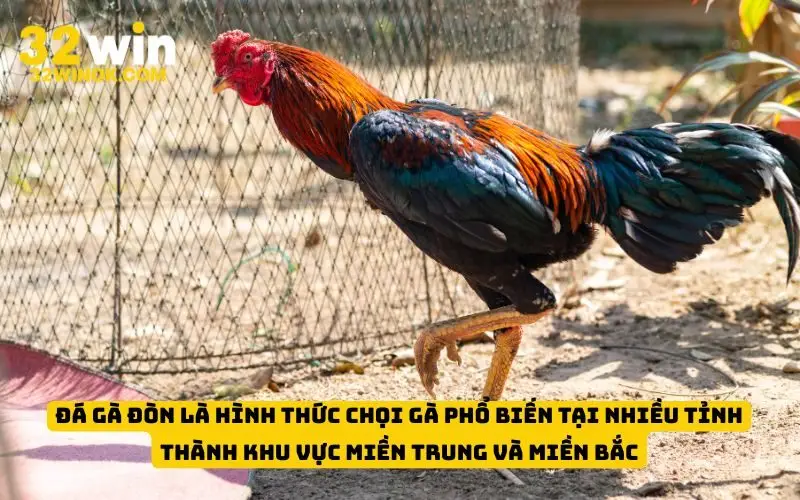 Đá gà đòn là hình thức chọi gà phổ biến tại nhiều tỉnh thành khu vực miền Trung và miền Bắc
