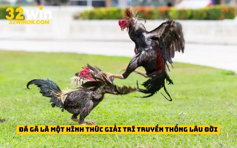 Đá gà là một hình thức giải trí truyền thống lâu đời