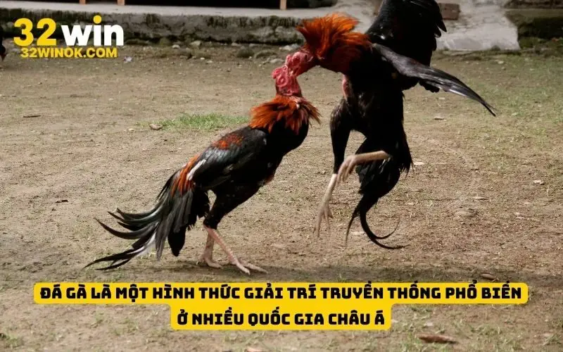 Đá gà là một hình thức giải trí truyền thống phổ biến ở nhiều quốc gia châu Á