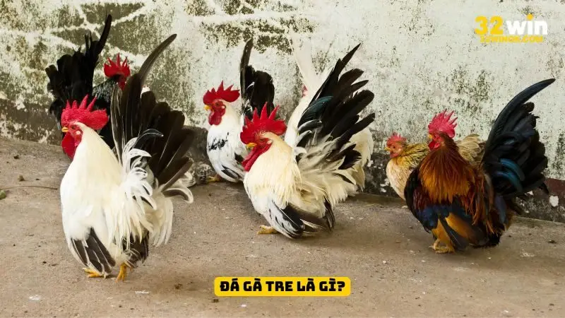 Đá gà tre