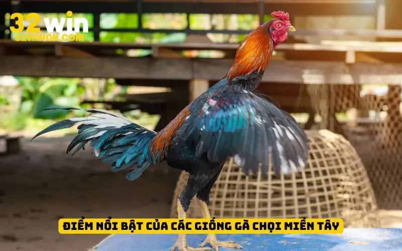 Điểm nổi bật của các giống gà chọi miền Tây