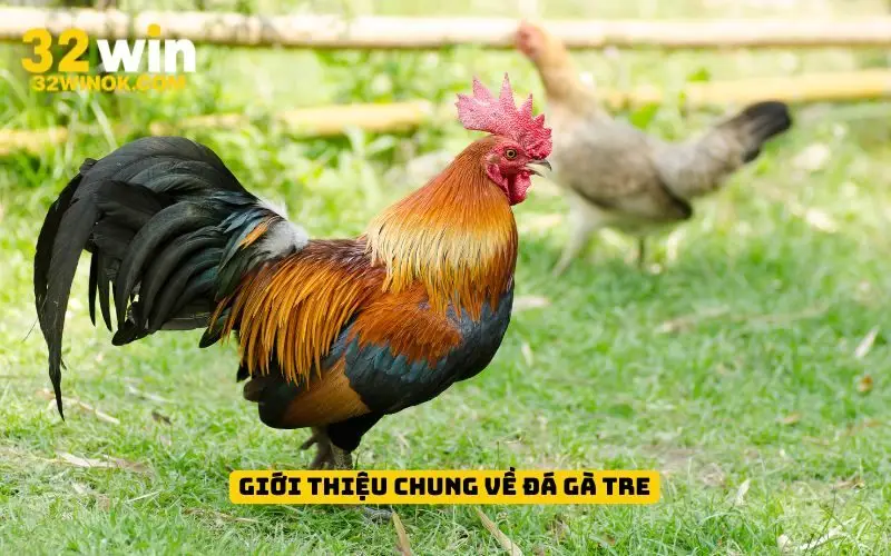 Giới thiệu chung về đá gà tre