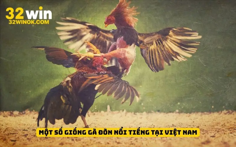 Một số giống gà đòn nổi tiếng tại Việt Nam