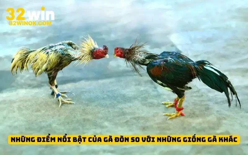 Những điểm nổi bật của gà đòn so với những giống gà khác
