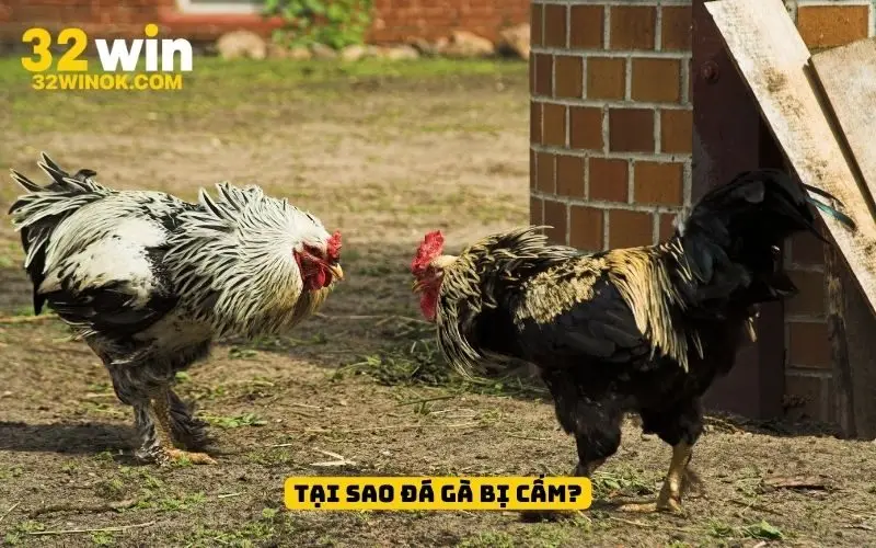 Tại sao đá gà bị cấm?