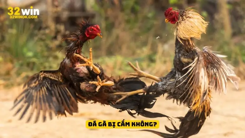 đá gà bị cấm