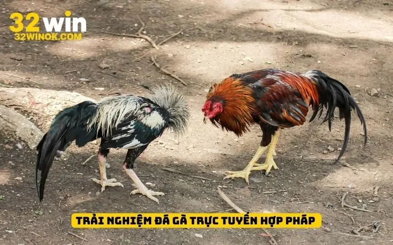Trải nghiệm đá gà trực tuyến hợp pháp