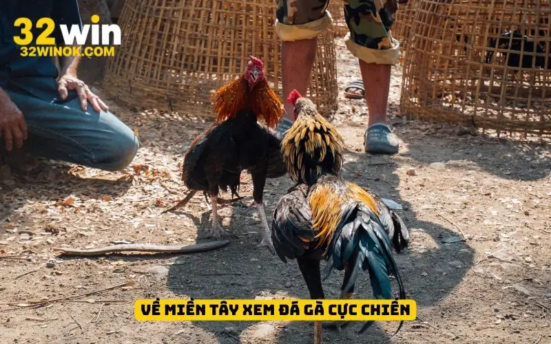 Về miền Tây xem đá gà cực chiến