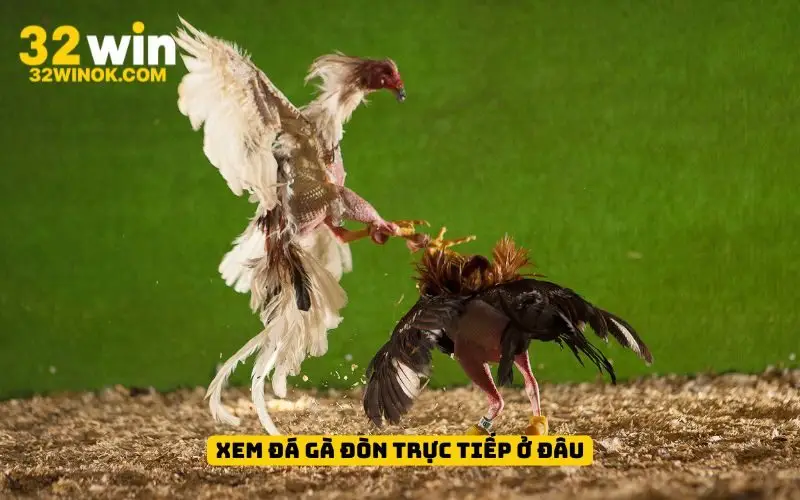 Xem đá gà đòn trực tiếp ở đâu?