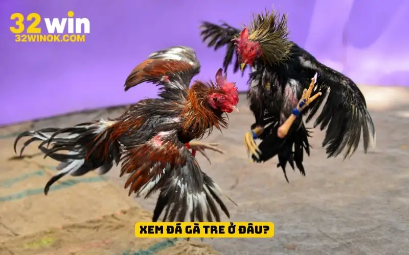 Xem đá gà tre ở đâu?